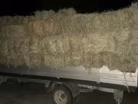 Сено в тюках 3 укос клевер и разнотравье - Прессованные тюки — புகைப்படம் 2