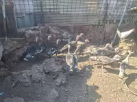 Turkeys — photo 2