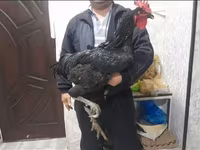 Jersey Giant — foto 1
