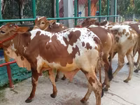 گاو نر, گاو — عکس 1