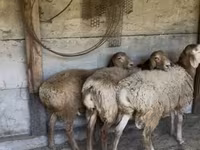 母羊, Sheep — 照片 3