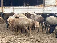 Baran, Rhon sheep — zdjęcie 7