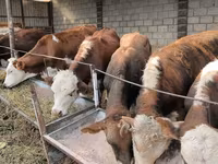 گاو نر, آبرادین-آنگوس — عکس 8