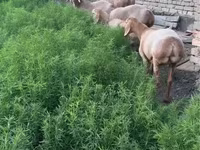 قوچ, گوسفند — عکس 1