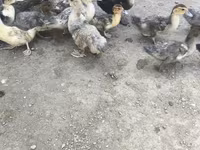 Ducks — zdjęcie 4