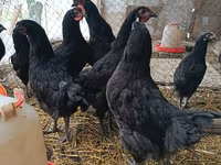 Australorp — fotografija 4