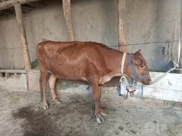 گاو ماده, گاو