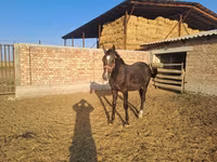 مادیان, اسب — عکس 3