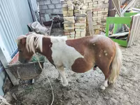 اسب (گروه، جنسیت مشخص نشده), Miniature horse — عکس 2