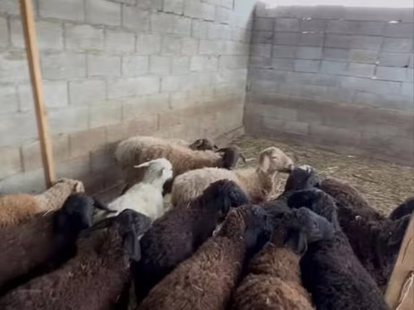 Ido, Sheep