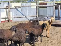 Vædder, Baerchuke sheep — foto 4