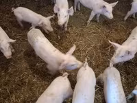Babi betina, Pigs — foto 7