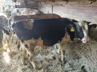 Lembu jantan, Holstein breed — foto 1