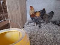 Brahma — foto 1