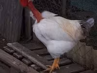 Chickens — ፎቶ 6
