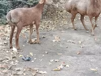 Får, Hissar sheep — foto 3