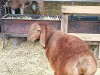 Montone, Rhon sheep — foto 2