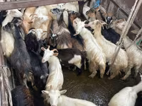 Cabro, Cabras — foto 2