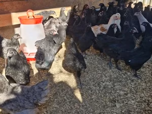 Australorp