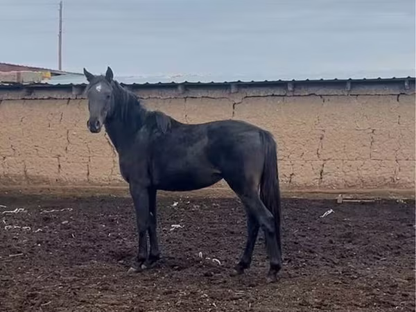 اسب نر, Kazakh horse