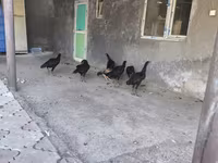 Chickens — ảnh 7