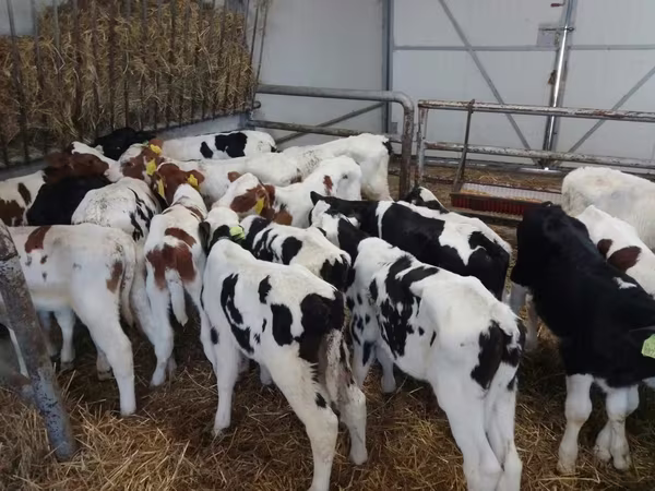 Touro, Russian Black pied cattle