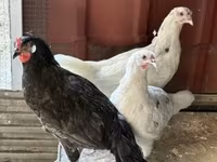 Chickens — ფოტო 1