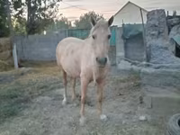 Stute, Palomino — Foto 2