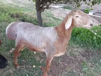 Baran, Edilbay sheep — zdjęcie 8