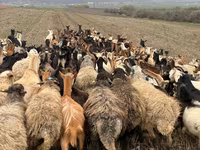 Sheep, Sheep — photo 4