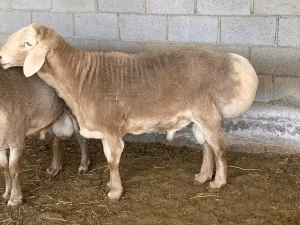 Ovan, Rhon sheep