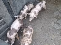หมูป่าตัวผู้, Пьетрен — รูปภาพ 3