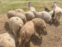 Pecora, Pecore — foto 3
