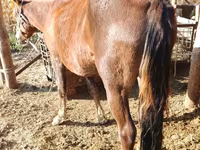 گھوڑی, French Trotter — تصویر 7
