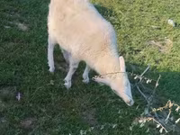 Keçi, Russian White goat — foto 1
