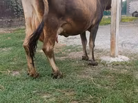 Lembu betina, Cattle — foto 6