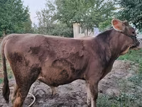Lembu jantan, Cattle — foto 5