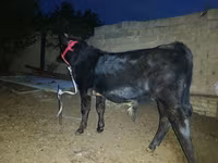 گاو نر, گاو — عکس 1