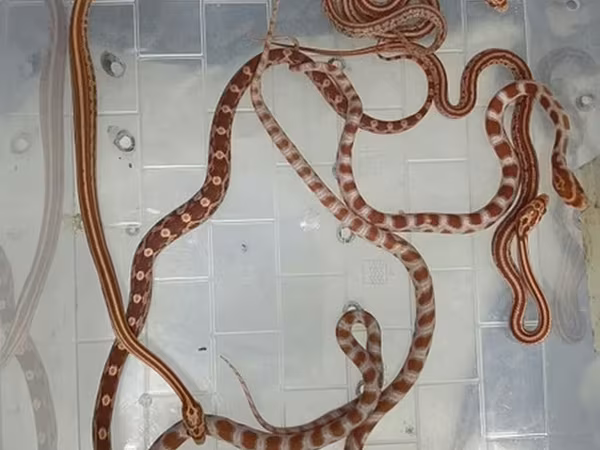 Cornsnake babys Qeyd: Göndərilən şəkillərdə eyni növə aid bir neçə
