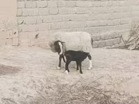 میش, Romanov sheep — عکس 5