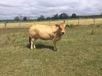 Cow, Partenaise cattle — photo 1