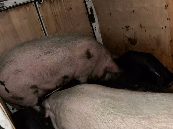 Doofaar dhaddig, Pigs