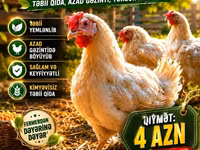 Chickens — عکس 3