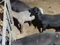 قوچ, Hissar sheep — عکس 2