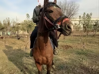 Cavallo, Akhal-Teke — foto 3