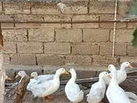 Ducks — 사진 2