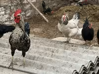 Chickens — акс 3