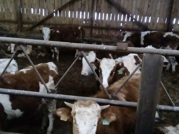 Cow, Simmental cattle — Russia