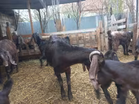 Capra, Damask goat — foto 3