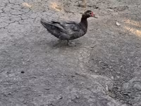 Ducks — foto 8